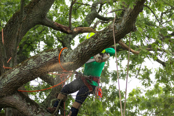 Best Storm Damage Tree Cleanup  in Hyde Park, UT